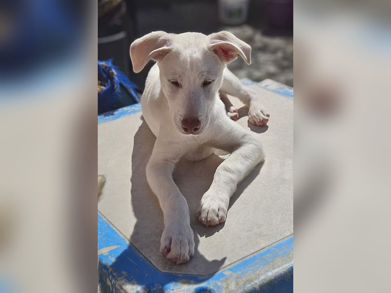 KINDER-fröhlicher, aufgeweckter Bub irrte allein auf der Straße umher,sucht seine Für-immer-Menschen