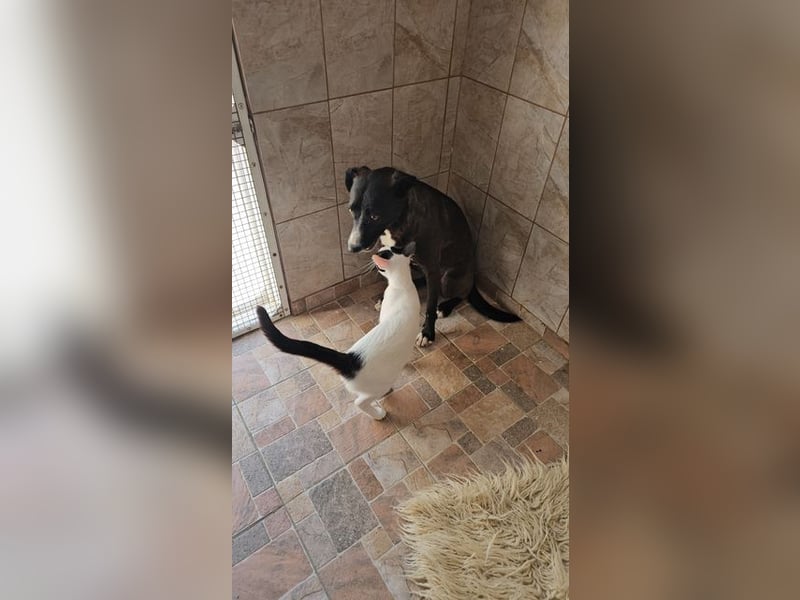 MABEL-strahlende Überleberin mit großem Herzen sucht liebevolles Für-immer-Zuhause