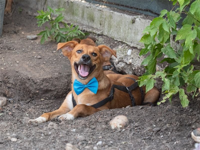 MANGO-genießt Aufmerksamkeit und schmusen