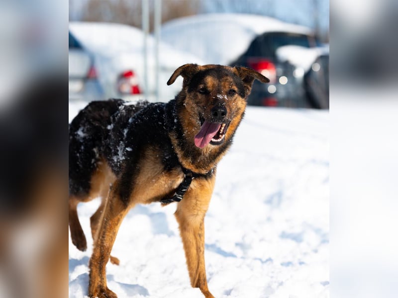 BATMAN-schüchterner Held auf 4 Pfoten sucht dich und sein Zuhause