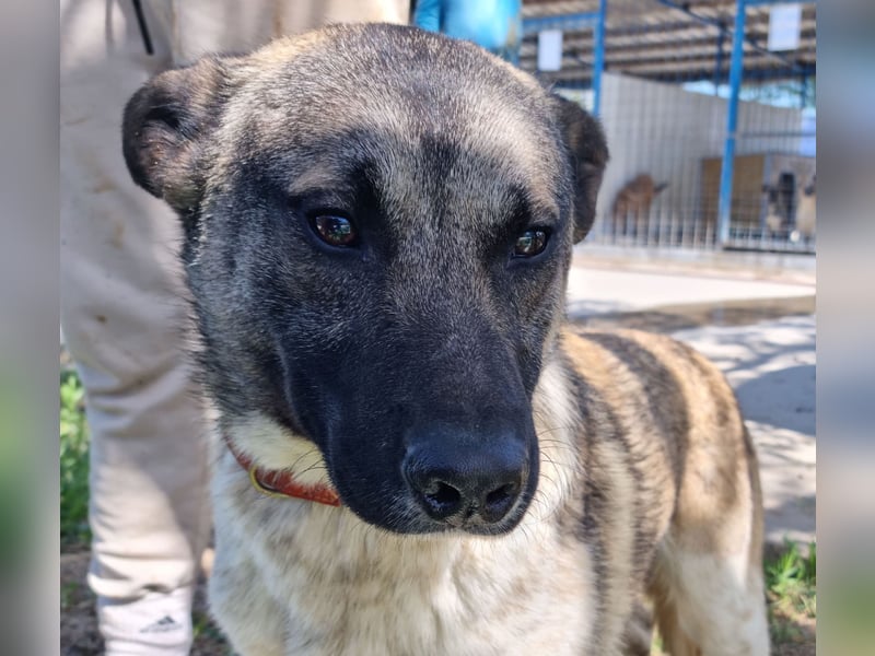 Wunderbarer VINCENT- ein Seelenhund sucht liebevolles Für-immer-Zuhause