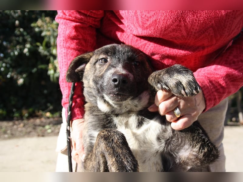 BRÖSEL - auf der Suche nach seiner liebevollen "Für-immer-Familie"