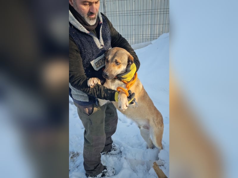 SVEN -wartet im kalten, lauten Zwinger auf sein liebevolles Zuhause