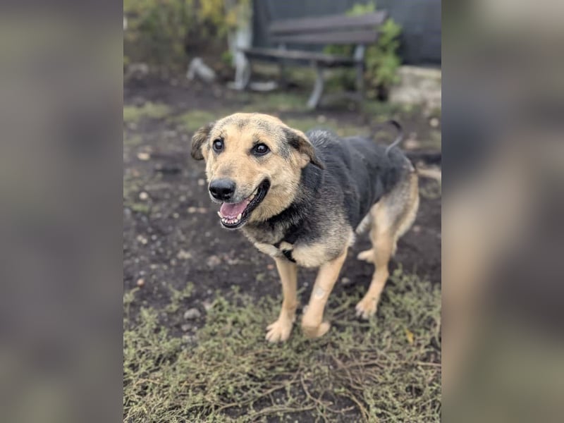 SAADET-freundliche, liebe und herzensgute Hündin wartet auf ihre Chance in einer liebevollen Familie SAADET-freundliche, liebe und herzensgute Hündin wartet auf ihre Chance in einer liebevollen Familie