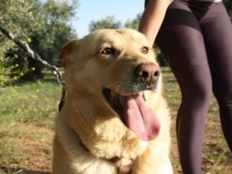 AKIRA-verschmustes, anhängliches Hundemädchen sucht ein ruhiges, liebevolles Zuhause