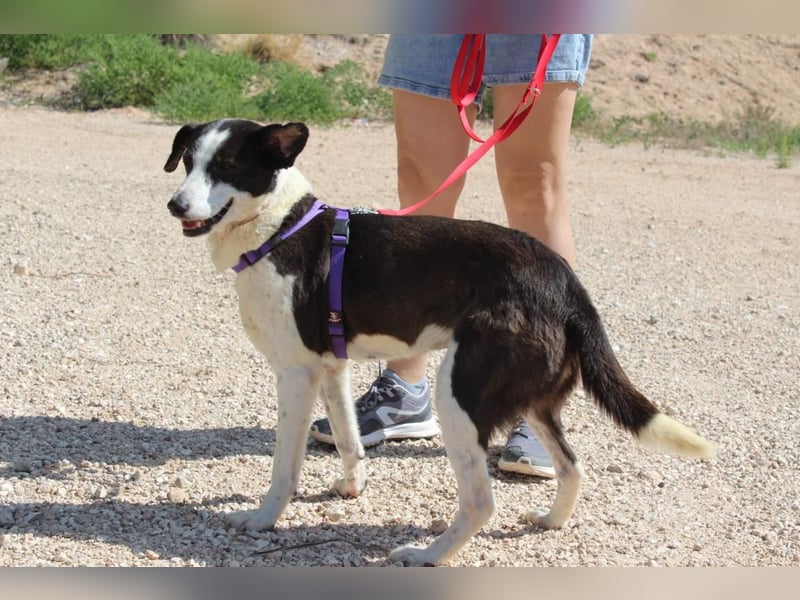 CANTALAR-ruhig, sanft, mit einem Herzen voller Liebe wartet sie sehnsüchtig auf ein schönes Leben