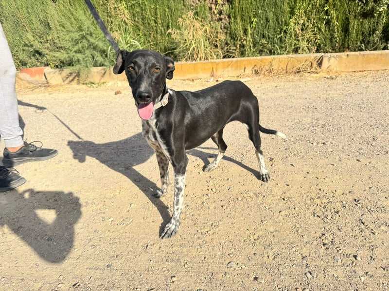 UBER-gesellig, lustig,verspielt,anhänglich, liebt Mensch und Hund,wartet sehnsüchtig auf ihr Zuhause