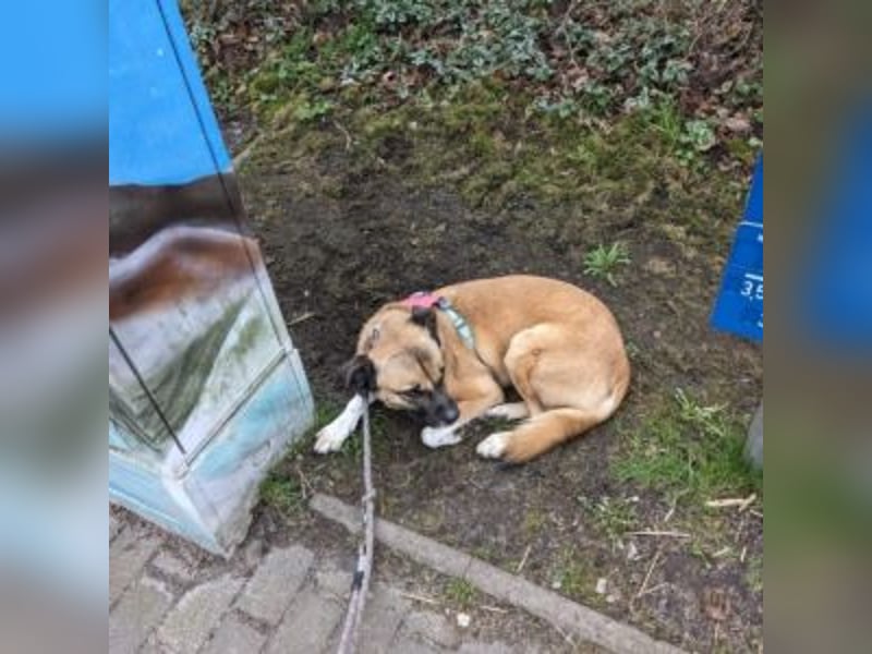 Moon (genannt Coco)-Ruhige Maus sucht liebevolle Familie