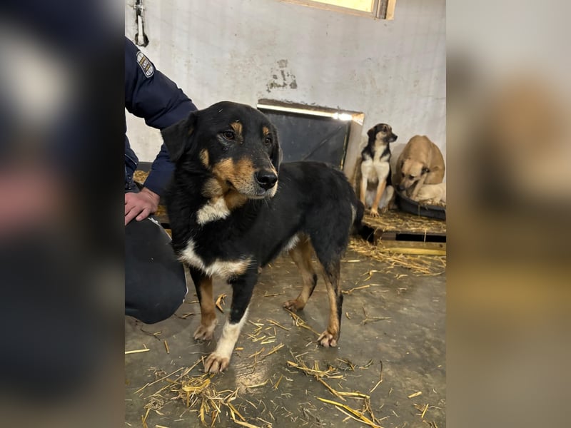 ROCCO-liebenswerter, freundlicher, kleiner Bub sucht liebevolle Für-immer-Familie