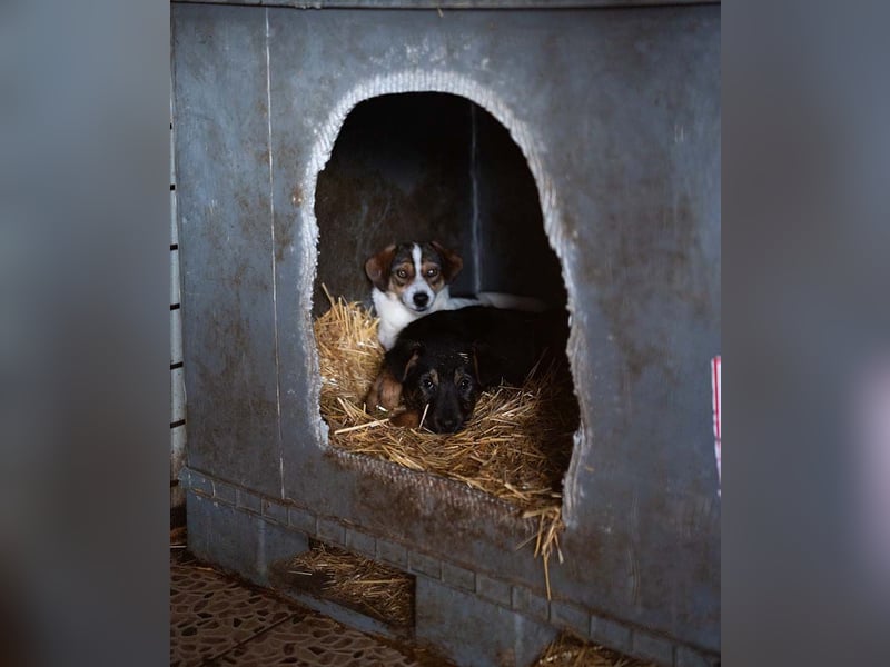 BATMAN-schüchterner Held auf 4 Pfoten sucht dich und sein Zuhause