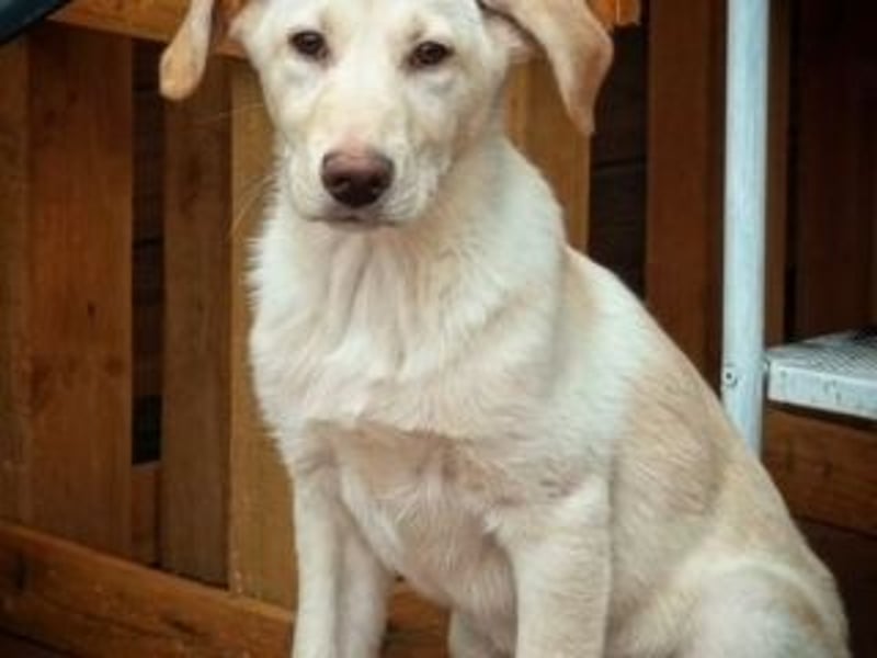 ASLAND-Ein junger Hund, der endlich ankommen möchte
