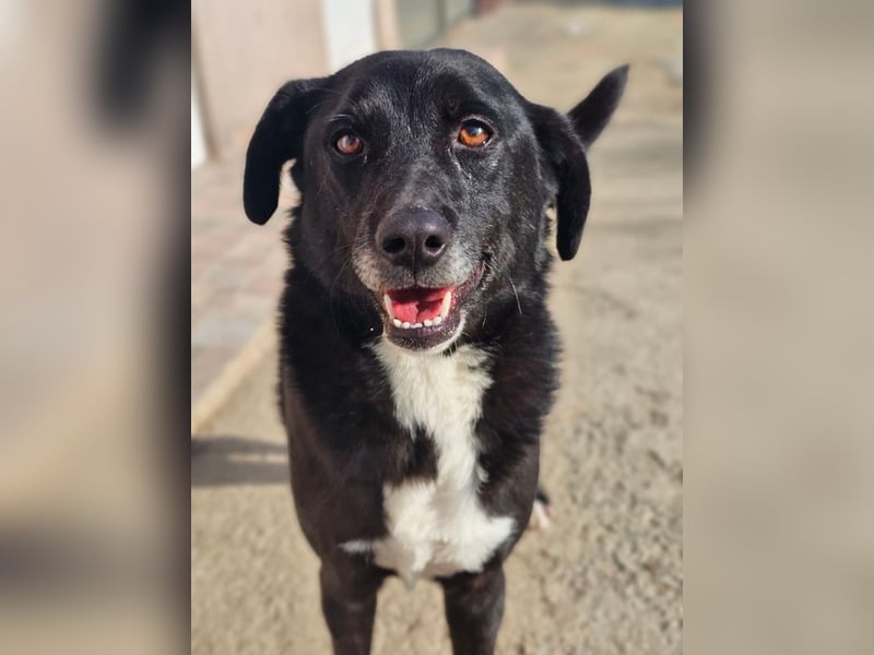 JAX -einer der „liebsten und freundlichsten Hunde, die wir je im Tierheim hatten“