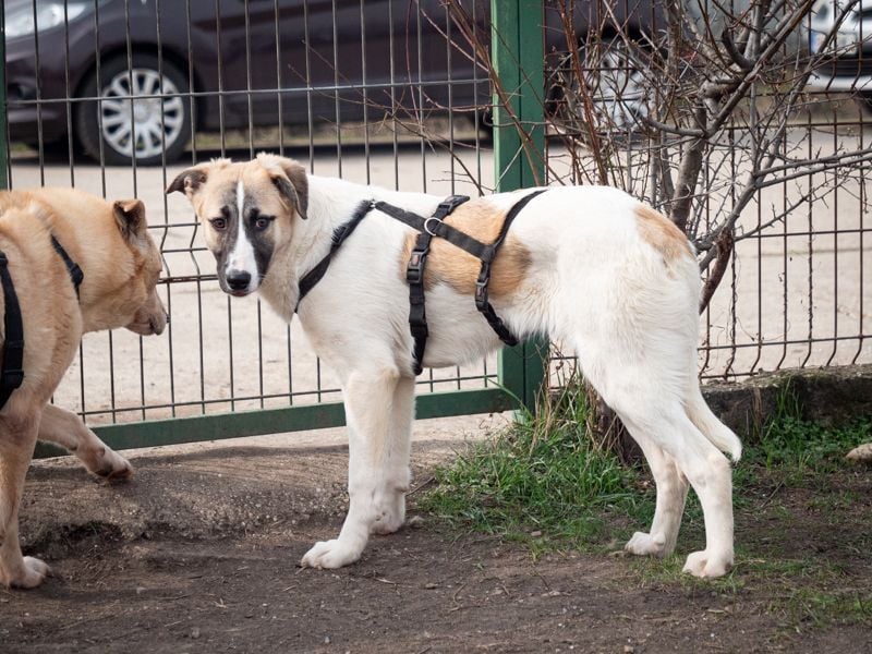 FINJA-sehr freundliche, liebes Mädchen sucht warmes, herzliches Zuhause