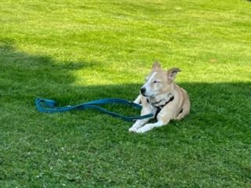 Liebevolle, hübsche MATILDA sucht endlich ein schönes, ruhiges, eigenes Zuhause