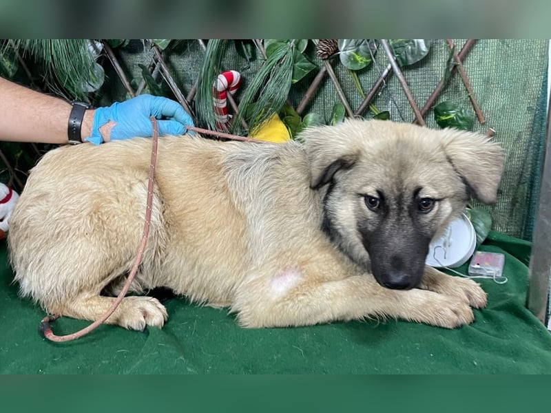 DIESEL-ruhiger, eher scheuer Hundebub wartet sehnsüchtig auf sein Für-immer-Zuhause