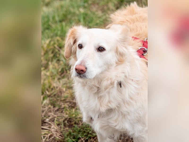 Nixe – wartet im Tierheim 79312 Emmendingen-geht neugierig, offen auf die Menschen zu