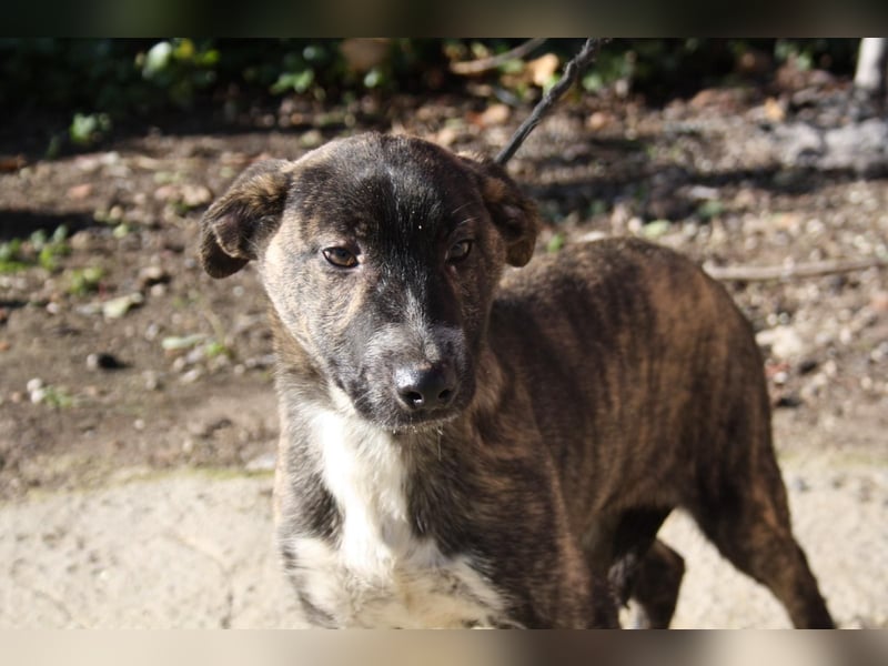 BRÖSEL - auf der Suche nach seiner liebevollen "Für-immer-Familie"