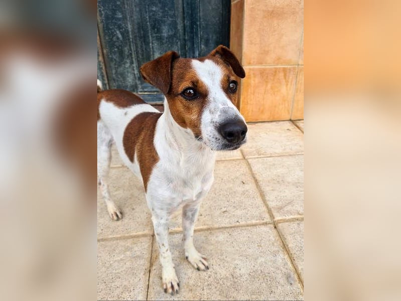 Freundlicher TOMAS-voller Lebensfreude und Optimismus wartet er sehnlichst auf seine "Für-immer-Fam"