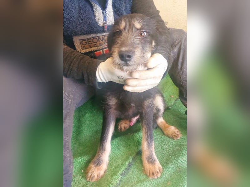 THOR-sanftes, ruhiges, freundliches Wesen wartet sehnsüchtig auf sein liebevolles Für-immer-Zuhause