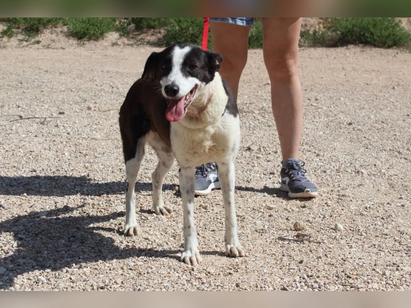 CANTALAR-ruhig, sanft, mit einem Herzen voller Liebe wartet sie sehnsüchtig auf ein schönes Leben