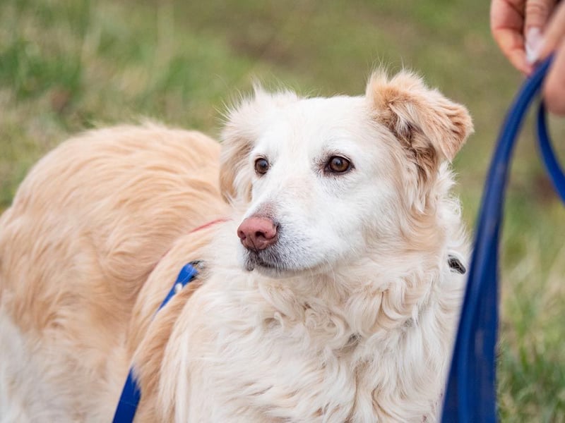 Nixe – wartet im Tierheim 79312 Emmendingen-geht neugierig, offen auf die Menschen zu