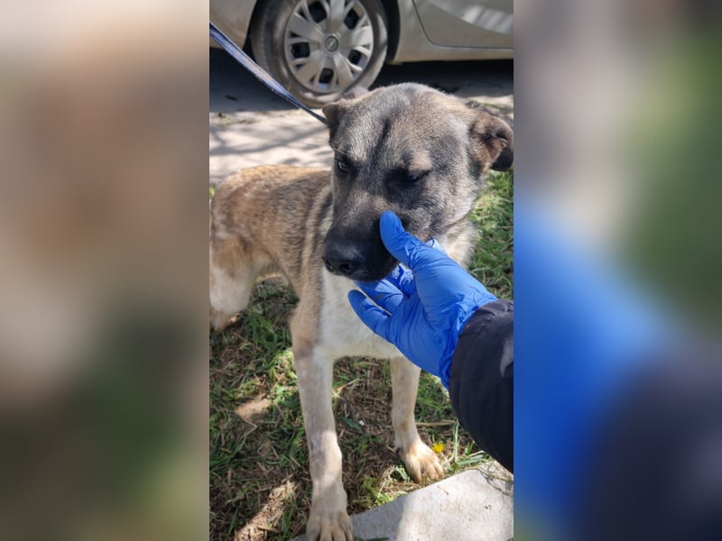Wunderbarer VINCENT- ein Seelenhund sucht liebevolles Für-immer-Zuhause