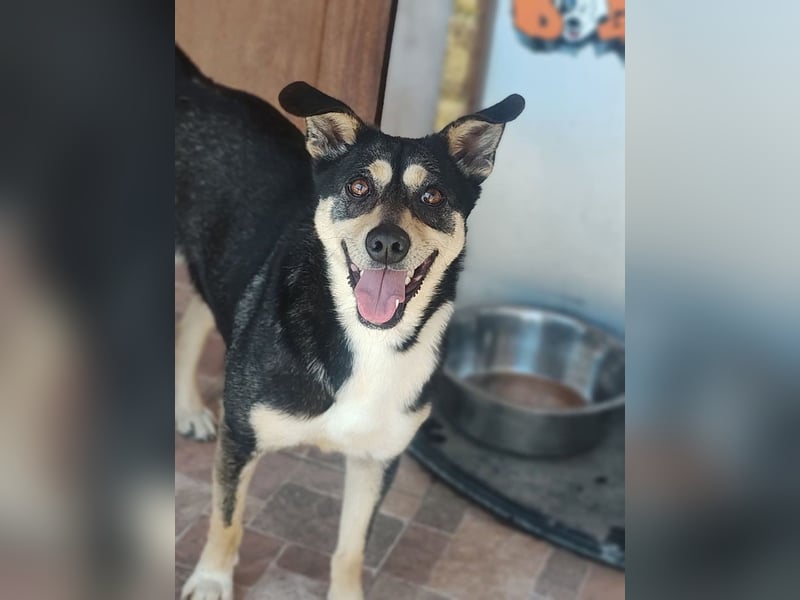 EREN-Lebensfreude pur, sie versüßt ede Minute des Tages-endlich in ihrem "Für-immer-Zuhause"?