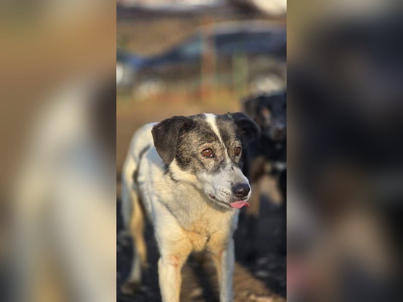 MARIE-CURIE-freundliche, willige, brave, anspruchslose, vergessene Seele sucht dringend liebe Heimat