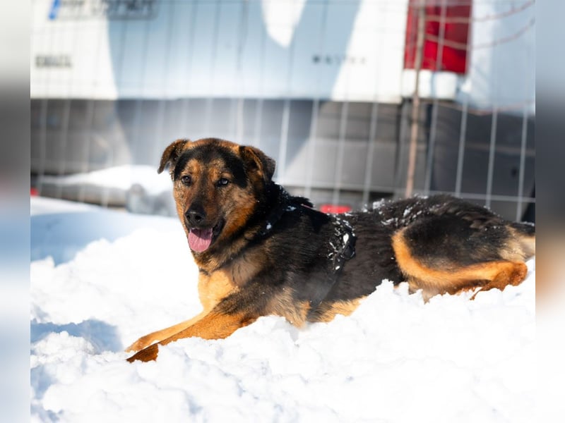 BATMAN-schüchterner Held auf 4 Pfoten sucht dich und sein Zuhause