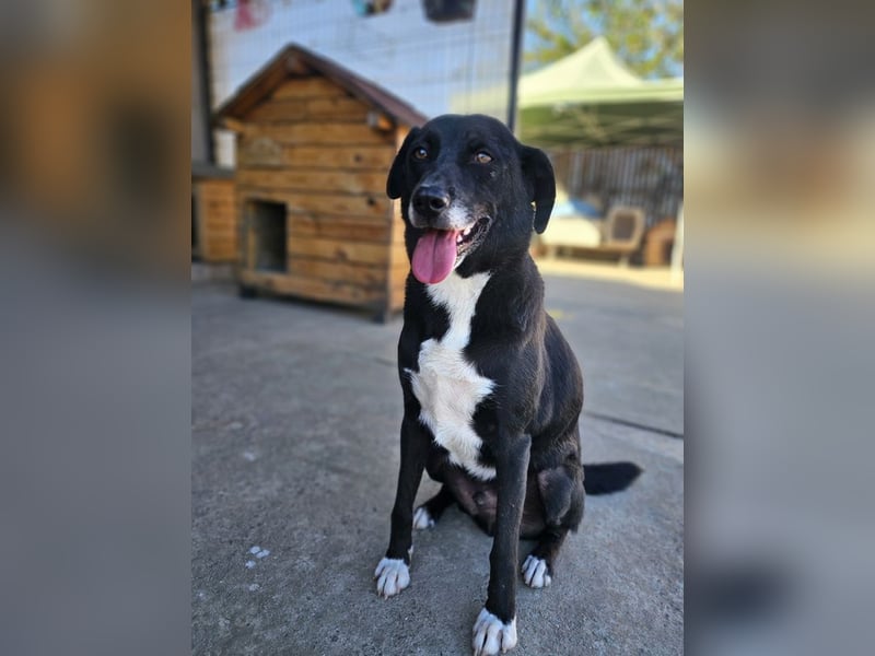 JAX -einer der „liebsten und freundlichsten Hunde, die wir je im Tierheim hatten“