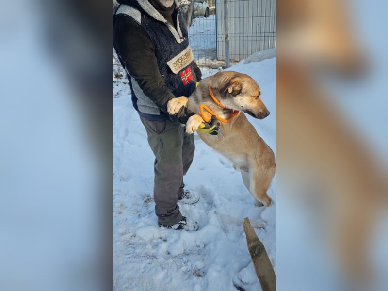 SVEN -wartet im kalten, lauten Zwinger auf sein liebevolles Zuhause