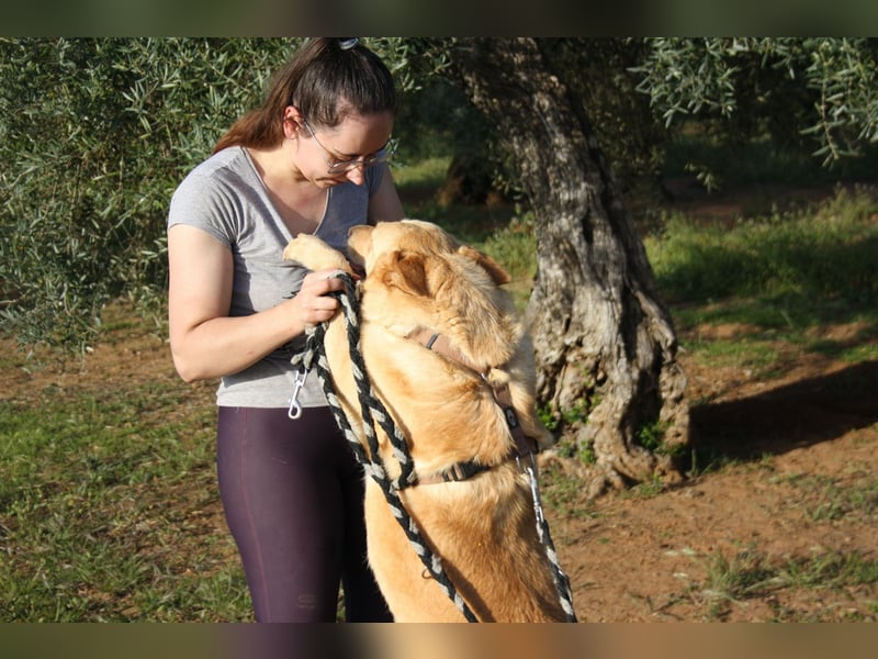 AKIRA-verschmustes, anhängliches Hundemädchen sucht ein ruhiges, liebevolles Zuhause