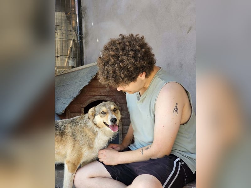 NINI - wundervolle Begleiterin sucht ihr liebevolles Für-immer-Zuhause