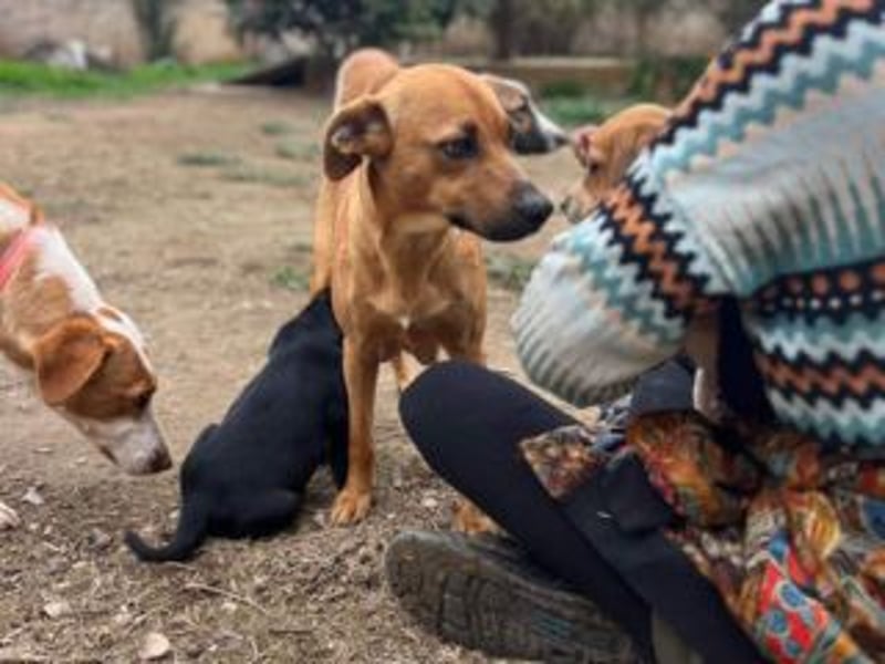 NANI- junge Hundemama mit großem Herzen sucht ihr eigenes Zuhause