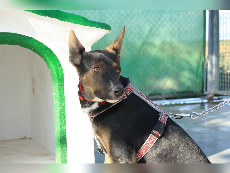 DONKOR-Schönheit mit glänzendem schwarz-braunem Fell sucht einfühlsame, geduldige liebevolle Mensche