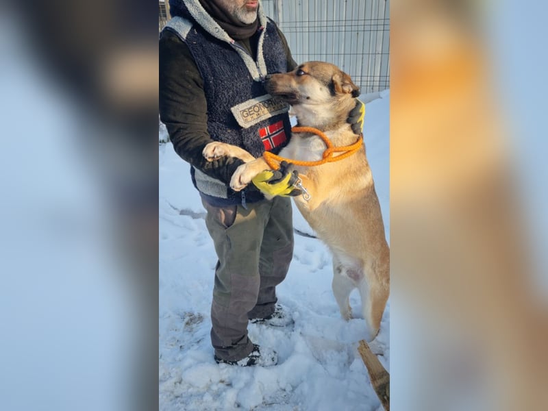 SVEN -wartet im kalten, lauten Zwinger auf sein liebevolles Zuhause