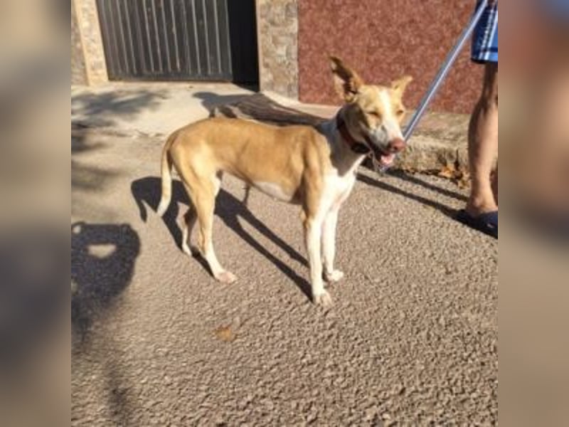 DAMA-zarte, noch etwas schüchterne, Podenco-Mädchen