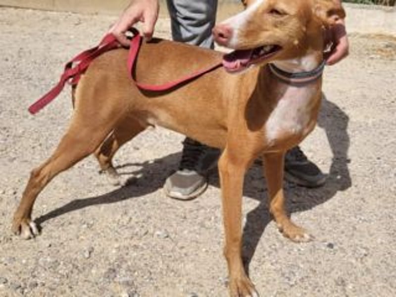 PONGO- vom vergessenen Schatten zum strahlenden Herzenshund