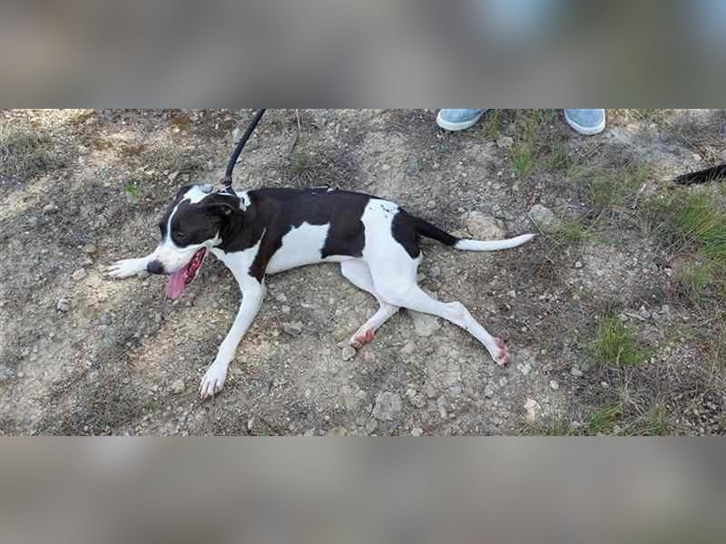 Cleo – versteht sich mit jedem