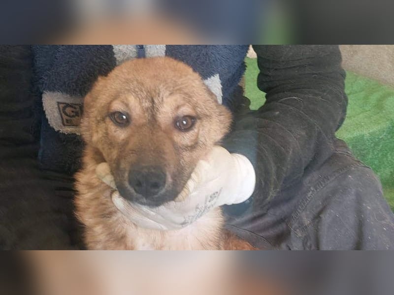 ATHENA-unglaublich freundlich, offen, verspielt, sucht ihre liebevolle Für-immer-Familie