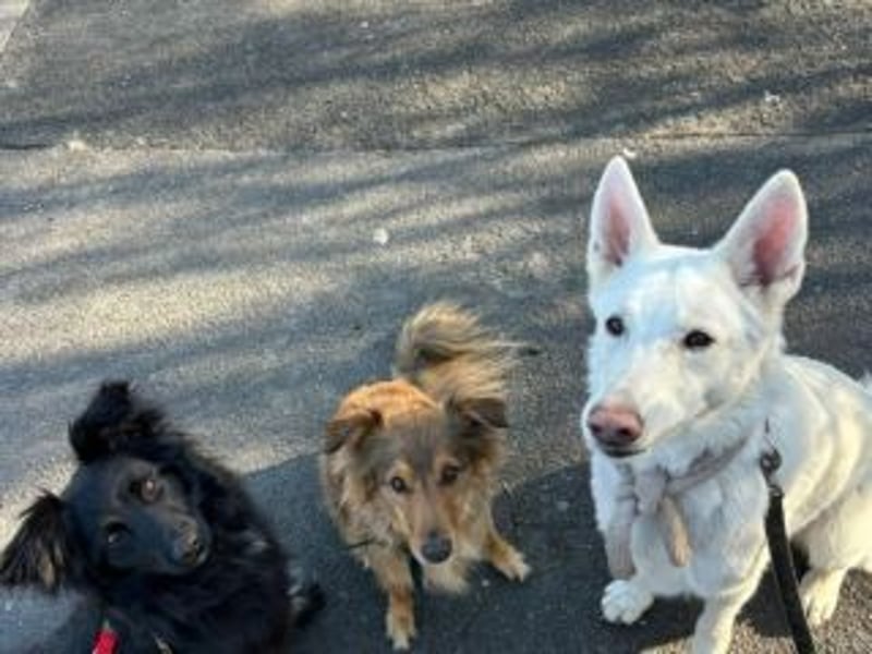 ZULU-hier bin ich! Süßes, hellwaches Mädchen auf der Suche nach liebevollem Zuhause