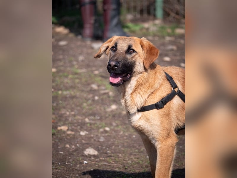 HUCKLEBERRY (Huck)-freundlich, mit sonnigem Gemüt