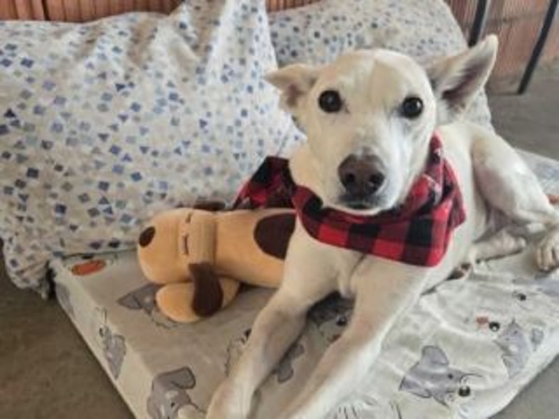 PISTOLE- ein freundlicher, menschenbezogener Hund