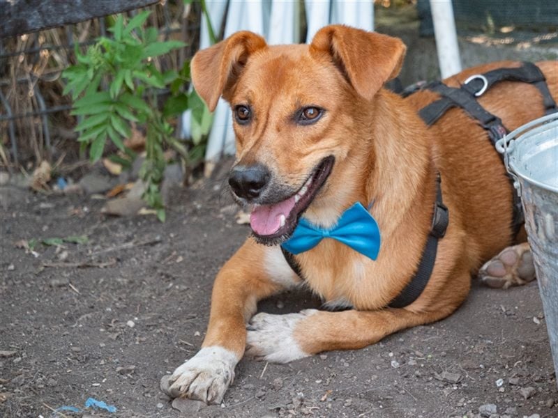 MANGO-genießt Aufmerksamkeit und schmusen