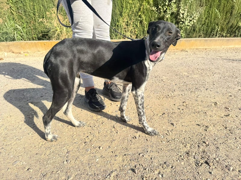 UBER-gesellig, lustig,verspielt,anhänglich, liebt Mensch und Hund,wartet sehnsüchtig auf ihr Zuhause