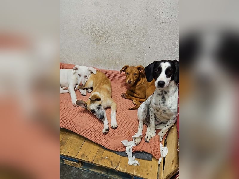 SIENA-fröhliches, freundliches Mädchen irrte alleine auf der Straße umher,auf der Suche nach Familie