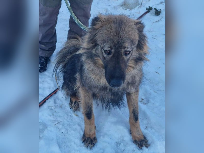 Hübscher LAURENT-superfreundlich, liebenswert-sein grösster Wunsch:eine liebevolle Für-immer-Familie
