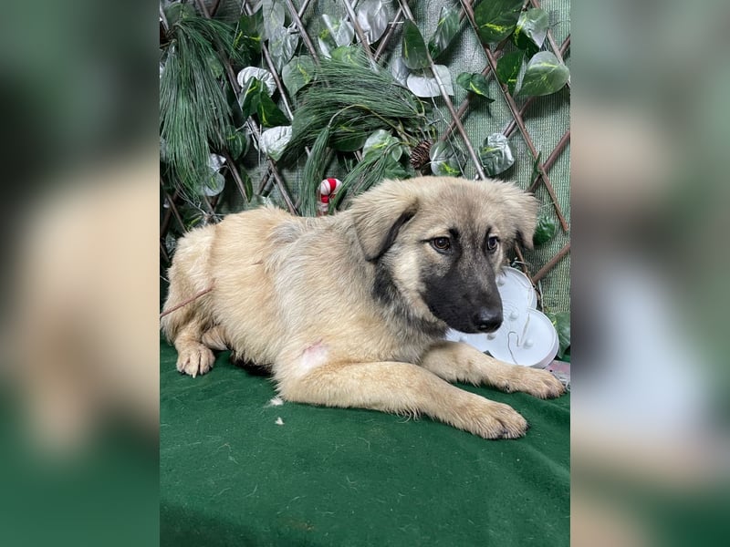 DIESEL-ruhiger, eher scheuer Hundebub wartet sehnsüchtig auf sein Für-immer-Zuhause