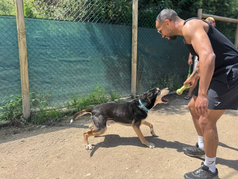 DRAKO-Liebling der freiwilligen Helfer,wirkt jünger als im Pass,charmant,elegant,liebt alle Menschen