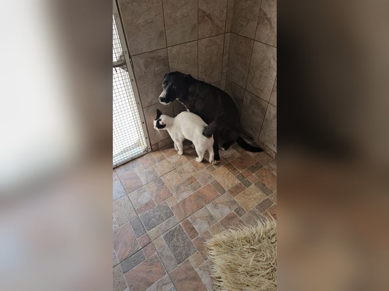MABEL-strahlende Überleberin mit großem Herzen sucht liebevolles Für-immer-Zuhause